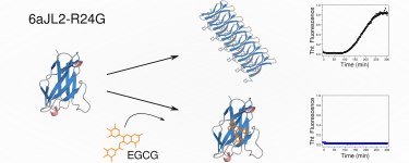 EGCG